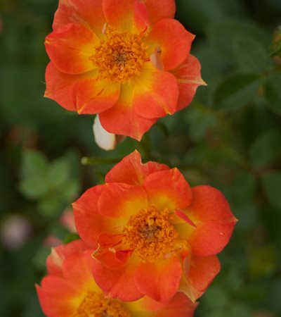 Rose Oso Easy® Paprika